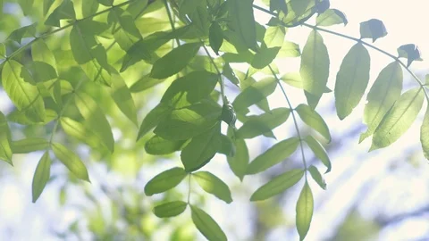 Tree branches swaying on wind on nature blur background, closeup view. Stock Footage 119012323