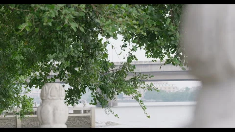 Tree Branches Swaying in Wind Near Waterway with Stone Railing and Bridge Stock Footage 330692370
