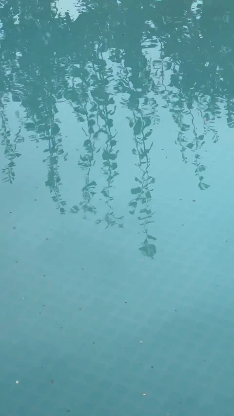 Tree Branches Swaying in Wind Reflected in Blue Water Surface Stock Footage 318215486