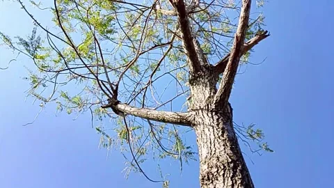 Tree branches swaying in the wind under clear blue sky Stock Footage 313349280