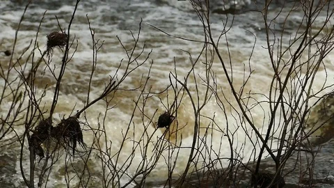 Tree branches swing against the background of a turbulent flow. Stock Footage 102748487