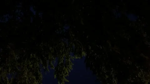 Tree Branches Swing in Wind at Night Stock Footage 136561472