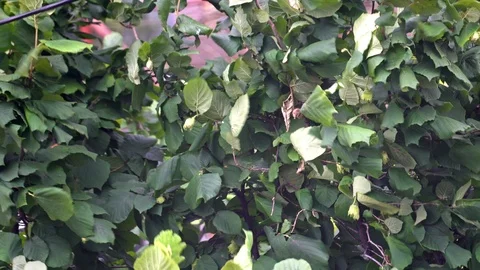 Tree branches swinging on the strong wind before storm Stock Footage 103282694