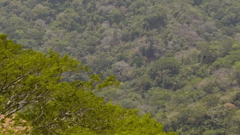 Tree branches swinging in wind and black birds circling over hills, Costa Rica Stock Footage 141244708