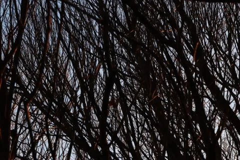 Tree Branches Texture. Dark Forest Background. Stock Photos