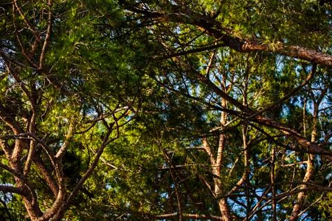 Tree branches texture Foto stock