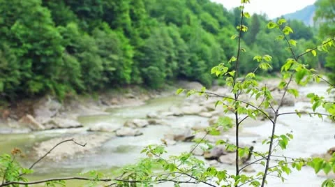 Tree Branches Then Slow Focus On River Video stock 11882286