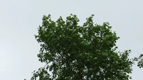 Tree branches in thick green foliage in the wind Stock Footage 156090468