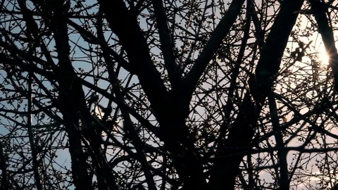 Tree branches through the sun's rays Video stock 106859680