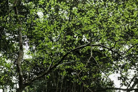 Tree branches with tiny green leaves on it in the rainforest of Kibale National Stock Photos