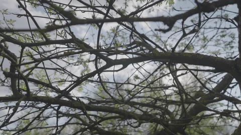 Tree branches with tiny leaves illuminated by bright sun from blue sky Stock Footage 302219568