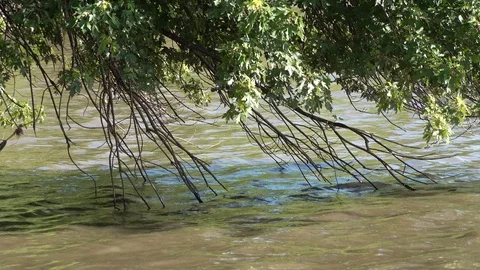 Tree Branches Touch Water Stock Footage 111397816