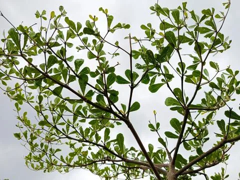 Tree branches towering upwards with clusters of fresh green leaves Stock Photos