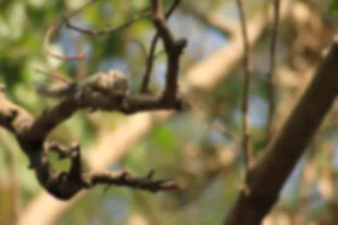 Tree branches in tropical forest.blur background photo 스톡 사진