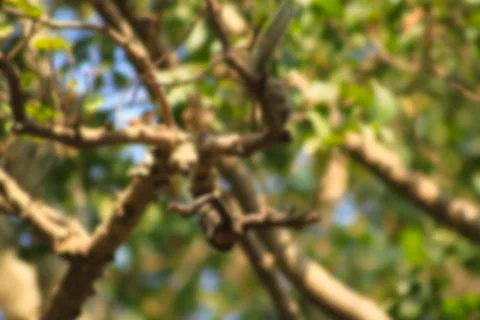 Tree branches in tropical forest.blur background photo Foto stock
