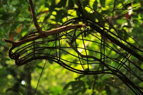 Tree branches in tropical forest.blur background photo Stock Photos