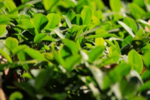 Tree branches in tropical forest.blur background photo Foto stock