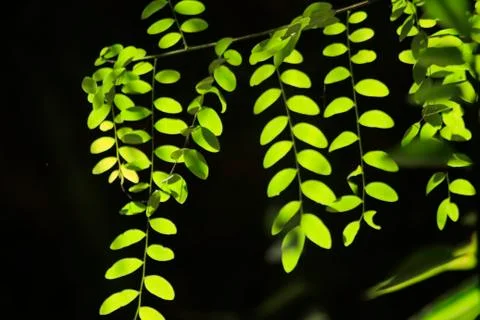 Tree branches in tropical forest.blur background photo Foto stock