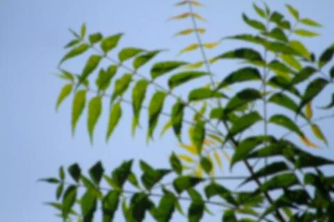 Tree branches in tropical forest.blur background photo Foto stock