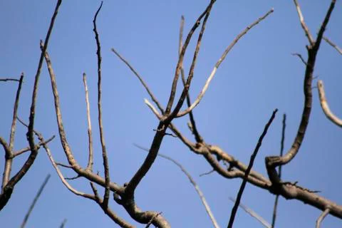 Tree branches in tropical forest.blur background photo Stock Photos