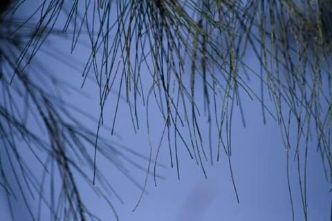 Tree branches in tropical forest.blur background photo Foto stock
