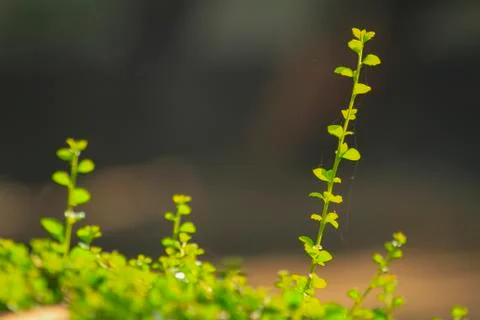 On tree branches in tropical forest.blur background photo Stock Photos