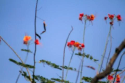 On tree branches in tropical forest.blur background photo Foto stock