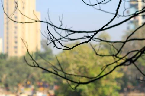 Tree branches in tropical forest.blur background photo Foto stock