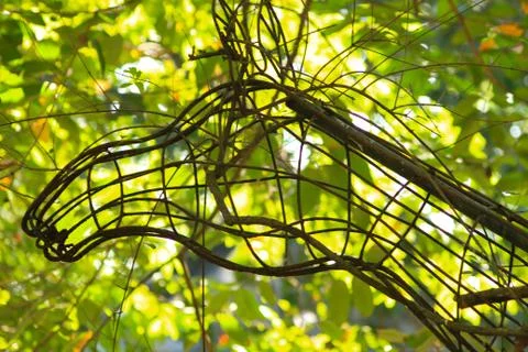 Tree branches in tropical forest.blur background photo 스톡 사진