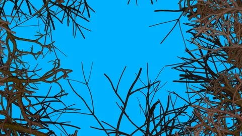 Tree branches, twigs, trunks, roots shrinking across screen. 3d animation. Stock Footage 105227073