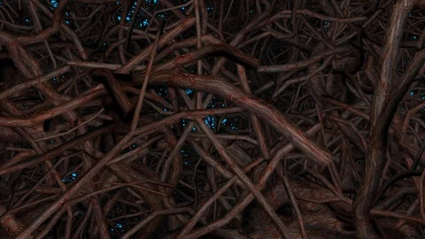 Tree branches, twigs, trunks, roots  - camera flies into forest . 3d animation Stock Footage 105227092