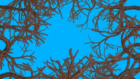 Tree branches, twigs, trunks, roots growing across screen. 3d animation. Stock Footage 105227932