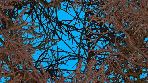 Tree branches, twigs, trunks, roots growing across screen. 3d animation. Stock Footage 105253207