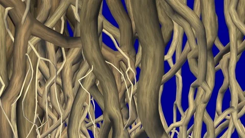 Tree branches, twigs, trunks, roots growing .  3d animation isolated on blue Stock Footage