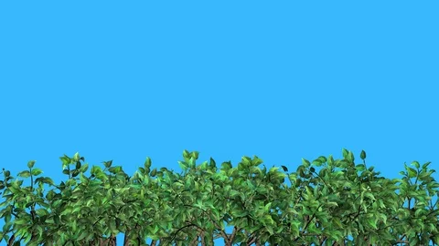 Tree branches, twigs, trunks  waving across screen. 3d animation Stock Footage 129655149