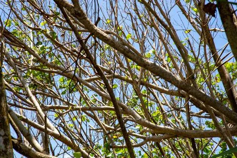 Tree branches under the bright sky Stock Photos