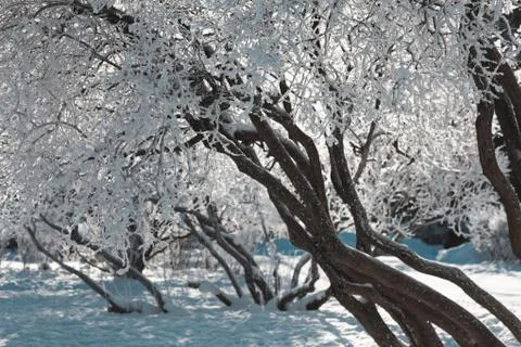Tree branches under the cap of snow in the city park. Tinted photo. Stock-Fotos