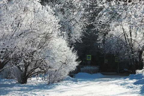 Tree branches under the cap of snow in the city park. Tinted photo. Stock Photos
