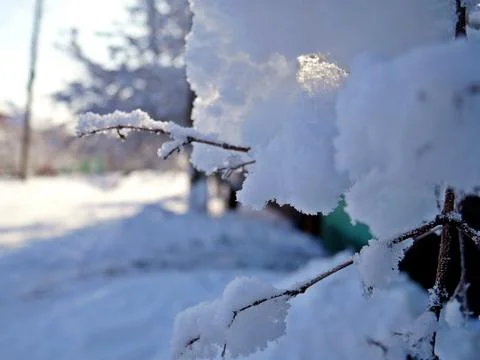 Tree branches under the cover of snow Stock Photos