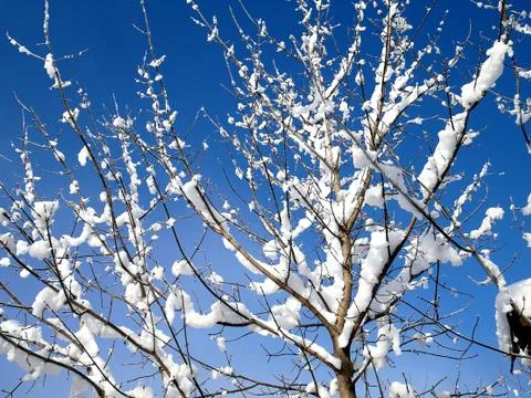 Tree branches under the cover of snow, blue sky Stock Photos