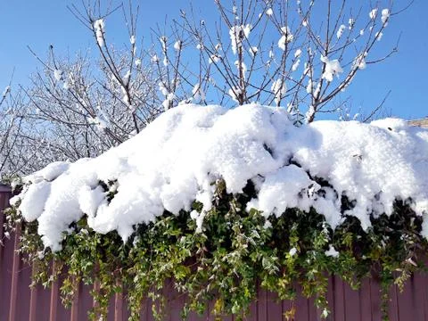 Tree branches under the cover of snow Stock Photos