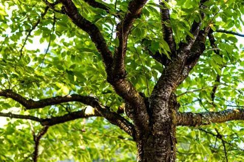 Tree branches under the forest canopy Stock Photos