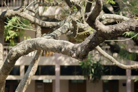 TREE BRANCHES UNDER LIGHT OF THE SUN Stock Photos