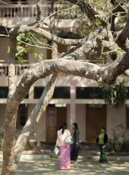 TREE BRANCHES UNDER LIGHT OF THE SUN Stock Photos