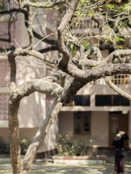 TREE BRANCHES UNDER LIGHT OF THE SUN Stock Photos