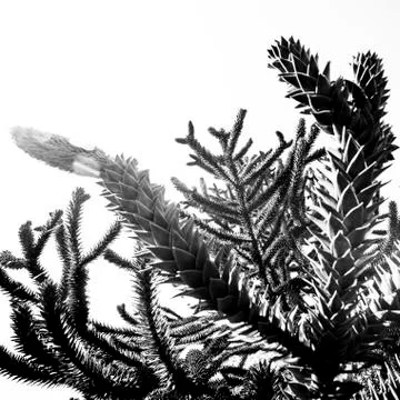 Tree branches under sky 写真素材