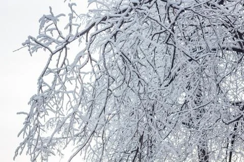 Tree with branches under the snow in winter Stock Photos