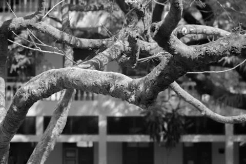 TREE BRANCHES UNDER SUNLIGHT Stock Photos