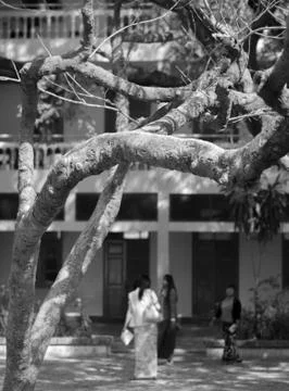 TREE BRANCHES UNDER SUNLIGHT Stock Photos