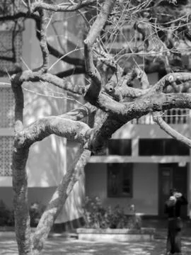 TREE BRANCHES UNDER SUNLIGHT Stock Photos